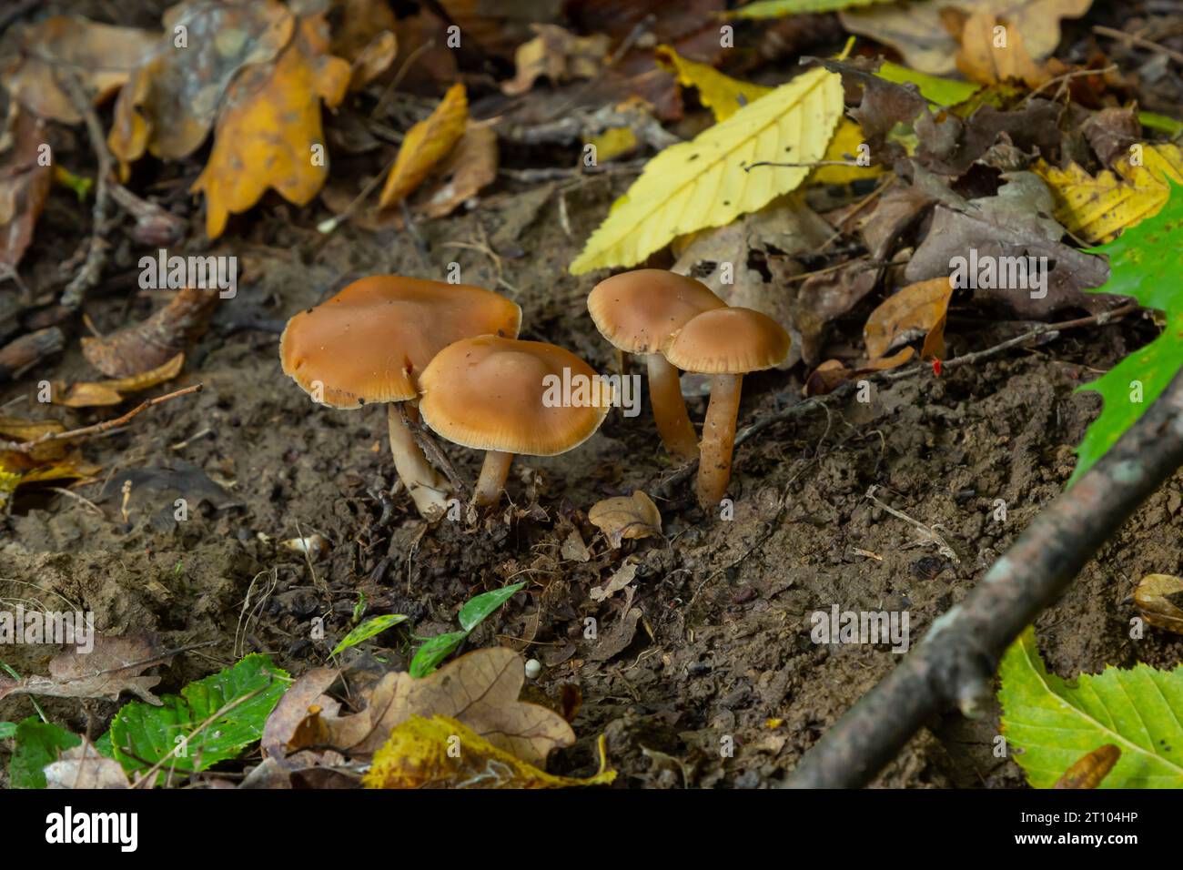 Gymnopus hariolorum-Pilze auf dem alten Stumpf. Stockfoto