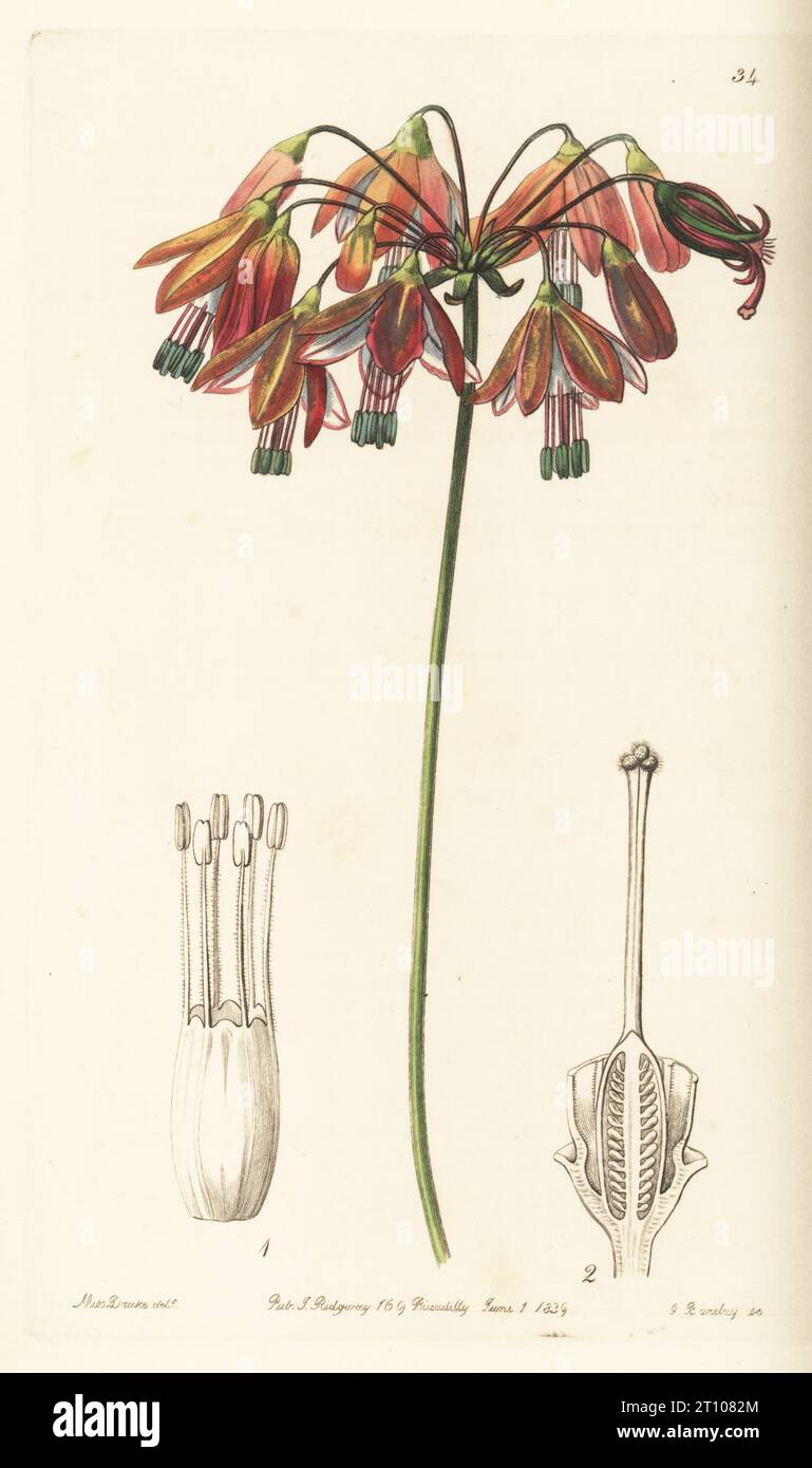 Korallentropfen oder elegante bessera, Bessera elegans. Geboren in Mexiko, gefunden von dem bayerischen Botaniker Graf Wilhelm Friedrich Karwinski von Karwin. Handkolorierter Kupferstich von George Barclay nach einer botanischen Illustration von Sarah Drake aus Edwards’ Botanical Register, herausgegeben von John Lindley, herausgegeben von James Ridgway, London, 1839. Stockfoto