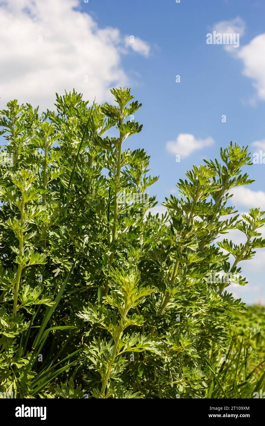 Wermut, Artemisia absinthium, ganzjähriges silberfarbenes Kraut mit starkem aromatischem Geruch und bitterem Wermut berühmt. Stockfoto