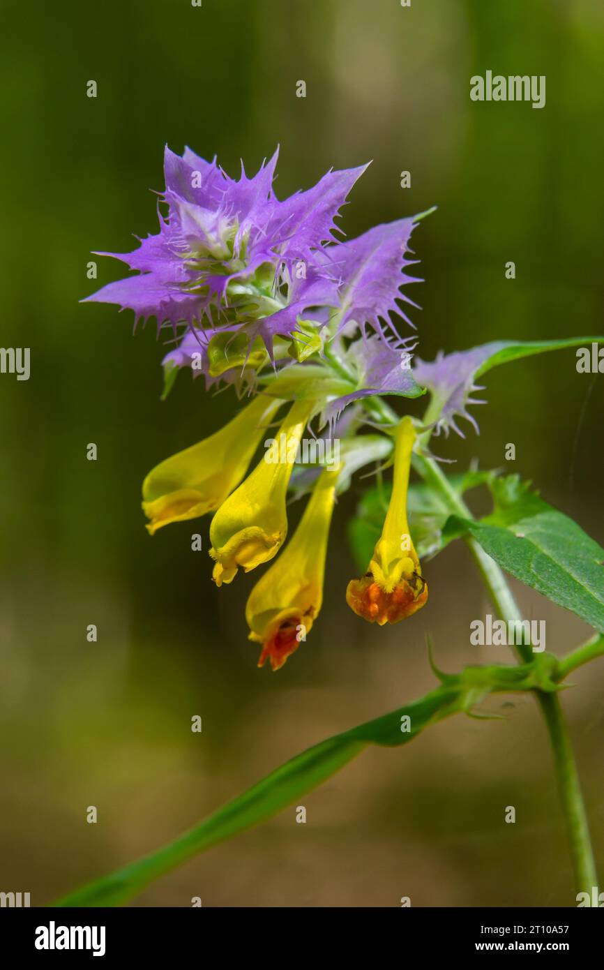 Holz Kuhweizen-Melampyrum-Nemorosum-Blüte auf verschwommenem Hintergrund. Stockfoto