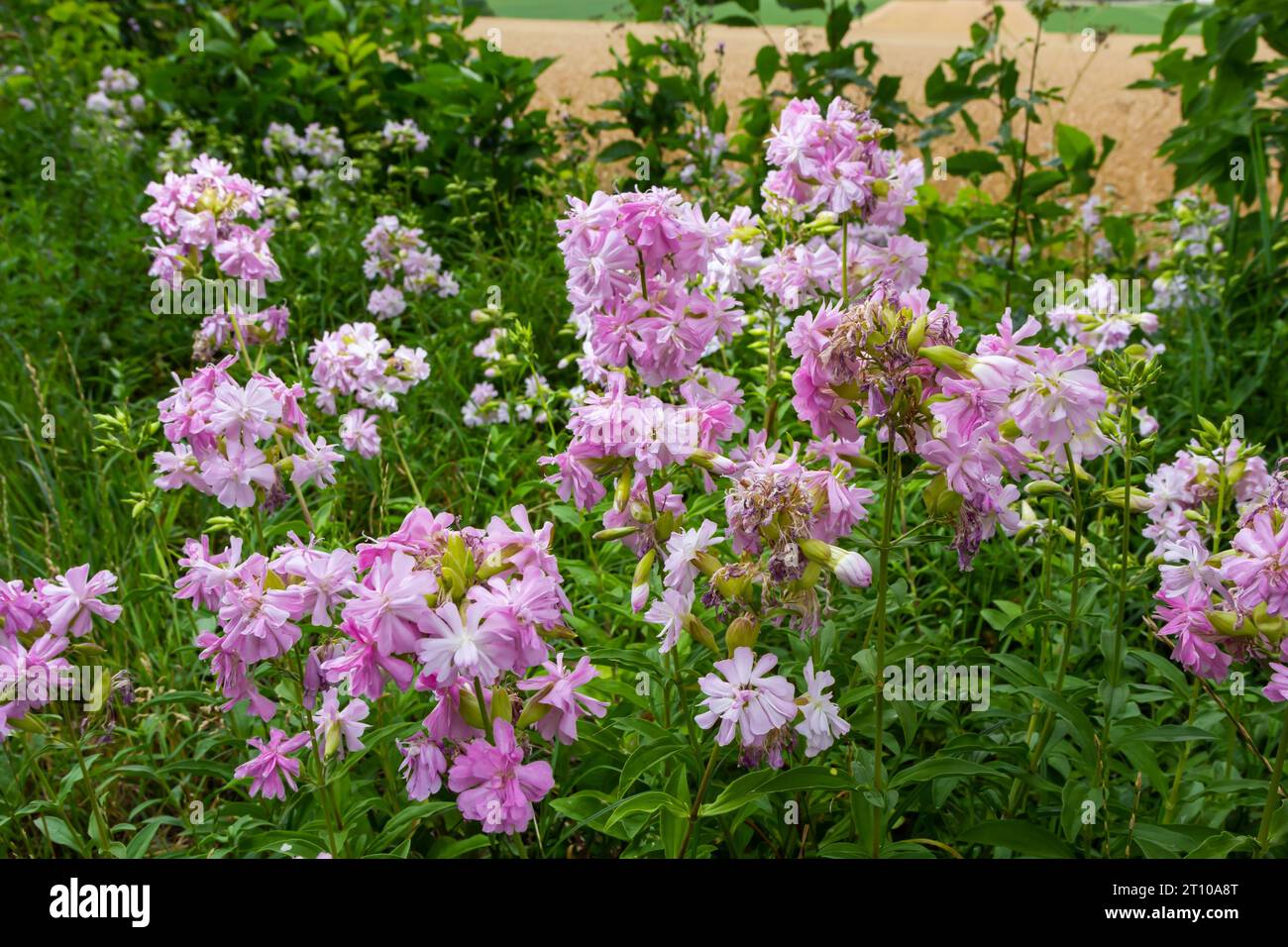 Saponaria officinalis weiße Blumen im Sommergarten. Gewöhnliches Seifenkraut, Hüpfwette, Krähenseife, wilde, süße William-Pflanze. Stockfoto