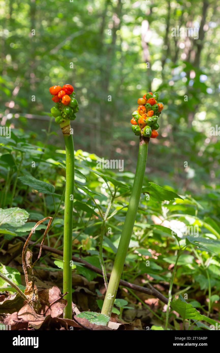 Arum maculatum mit roten Beeren, auch Cuckoo Pint oder Lords and Ladies genannt, giftige Waldpflanze vor dunkelgrünem Hintergrund, Kopierraum, Clan Stockfoto