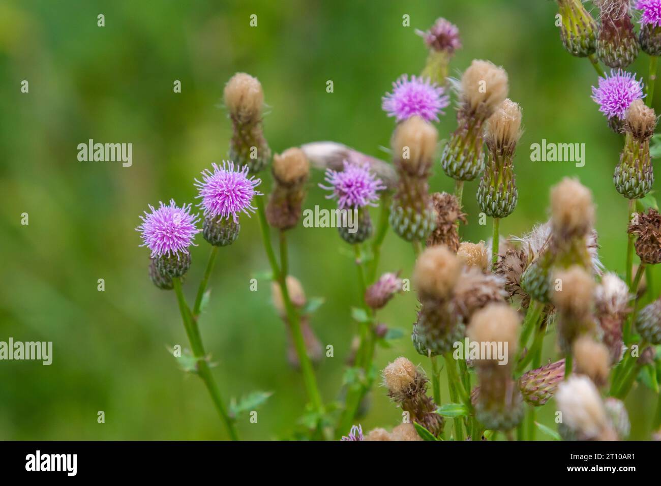 Blühende schleichende Distel Cirsium arvense, auch Kanadische Distel oder Felddistel. Die schleichende Distel gilt in vielen Ländern als schädliches Gras. Stockfoto