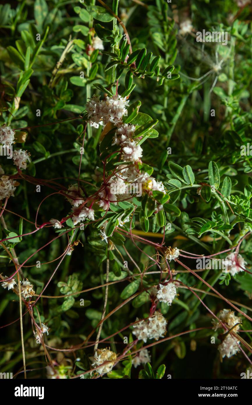 Flora von Gran Canaria - Fadenartige verwickelte Stämme von Cuscuta approximata, auch bekannt als fadenartiger parasitärer natürlicher Makroblütenhintergrund. Stockfoto