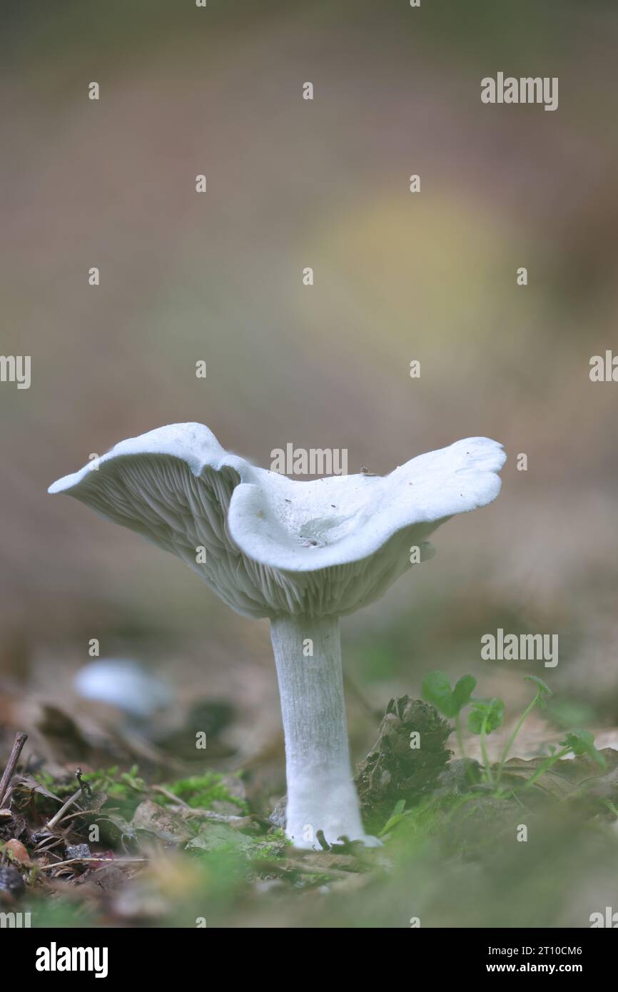 Ein wunderschöner grüner Anistrichterpilz zwischen den Herbstblättern. Stockfoto