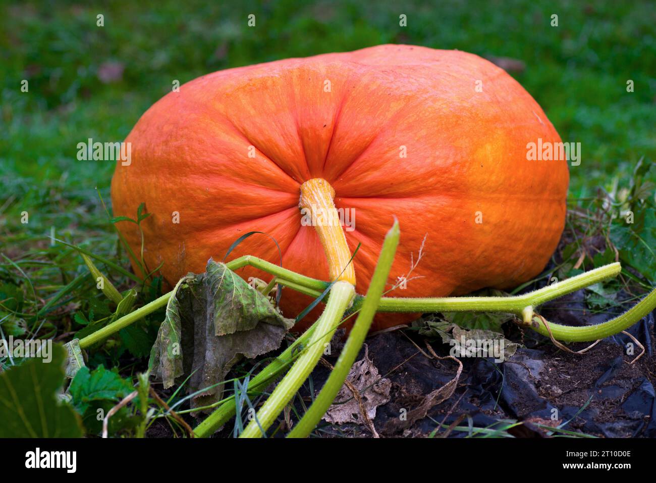 Orange großer Kürbis liegt auf Gartenboden. Stockfoto