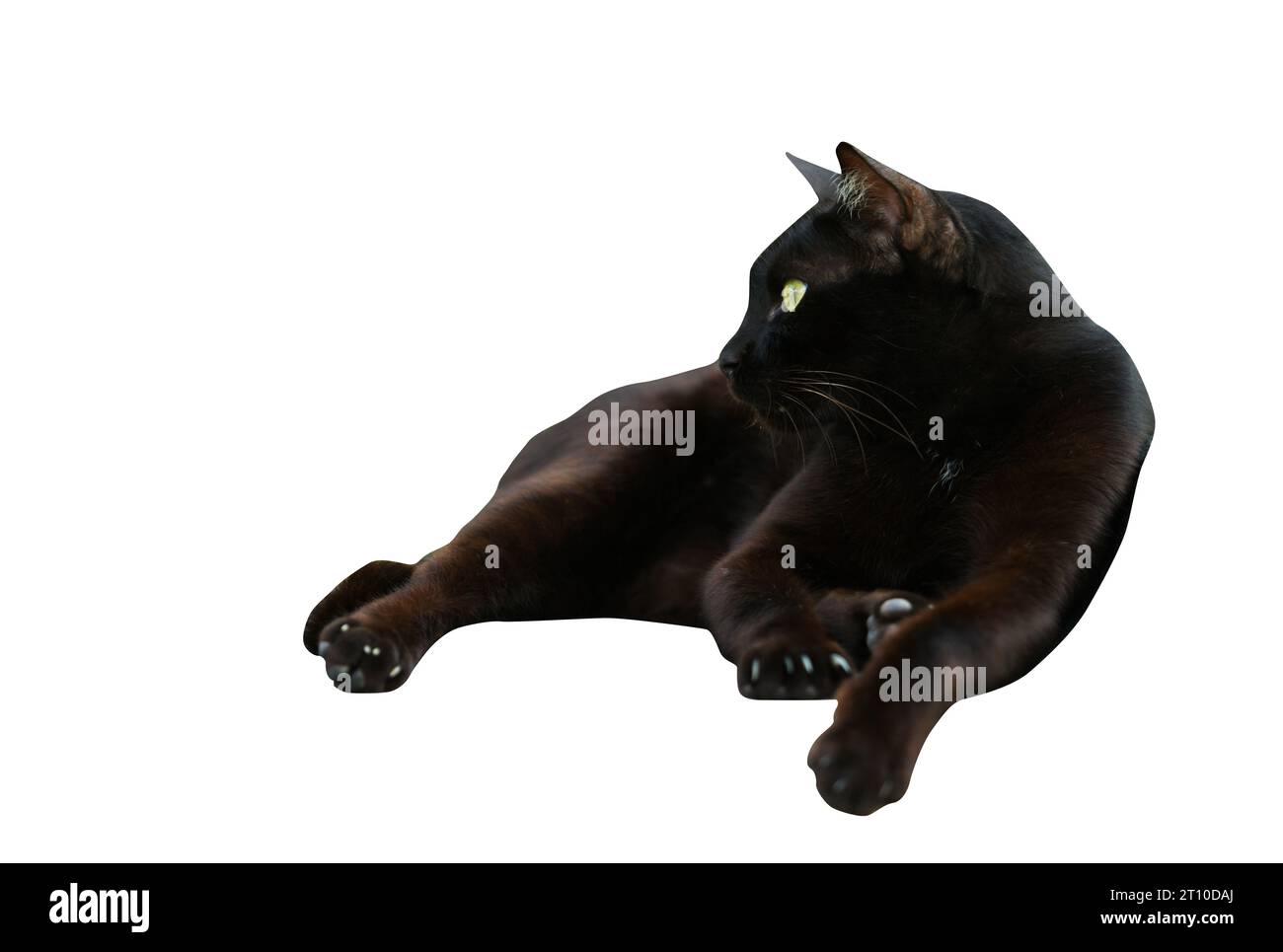 Ein isoliertes Porträt einer schwarzen thailändischen Katze, die sich auf weißem Hintergrund entspannt und die Augen beiseite blickend. Stockfoto