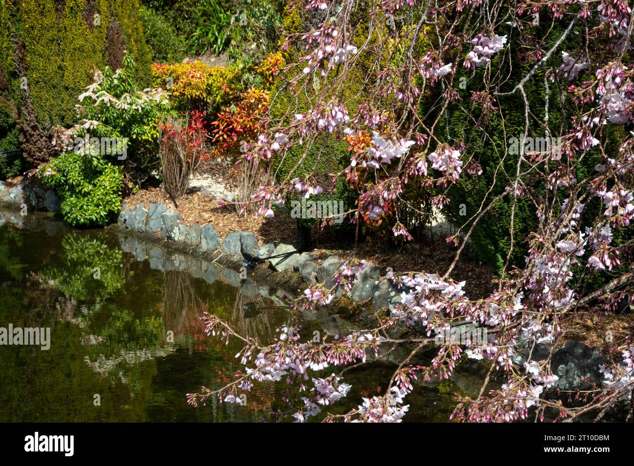 Kirschblüte am kleinen See, im Blossom Valley, in den Aston Norwood Gardens, Kaitoke, Upper Hutt, Wellington, Nordinsel, Neuseeland Stockfoto