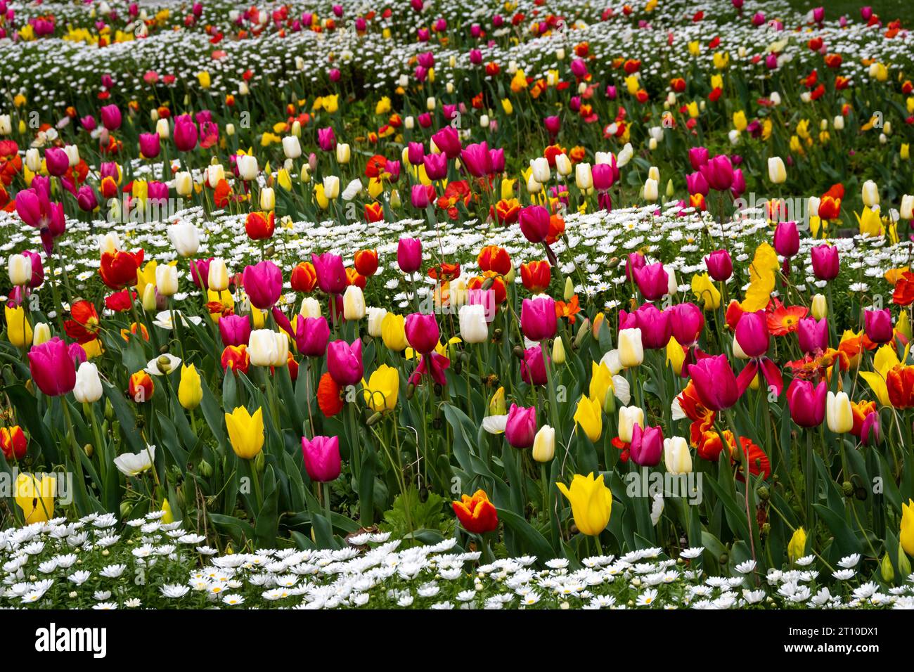 Tulpen, Botanische Gärten, Wellington, Nordinsel, Neuseeland Stockfoto