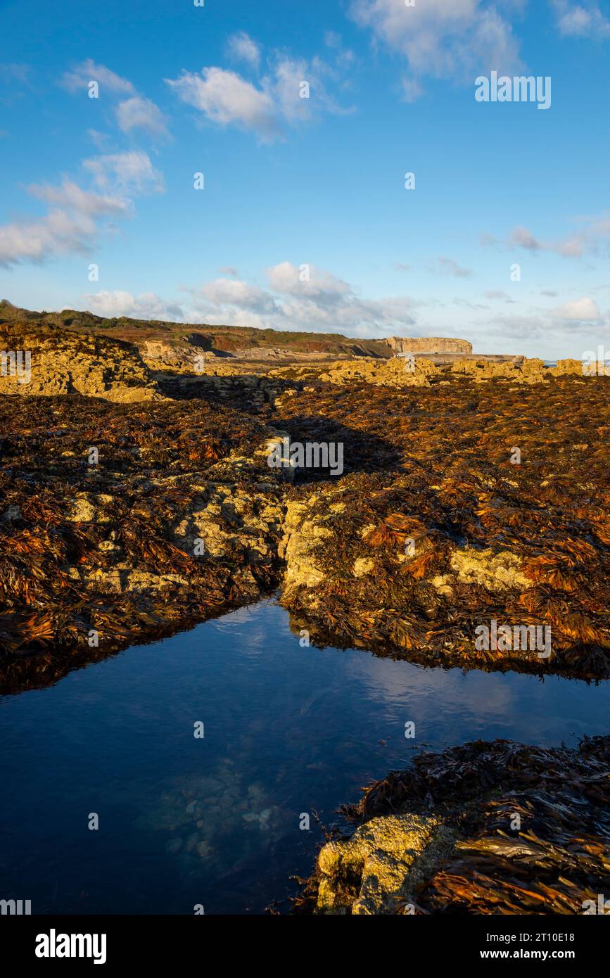 Penmon Point an der Küste von Anglesey, Nordwales. Meeresalgen bedeckten Felsen im Morgensonnenlicht. Stockfoto