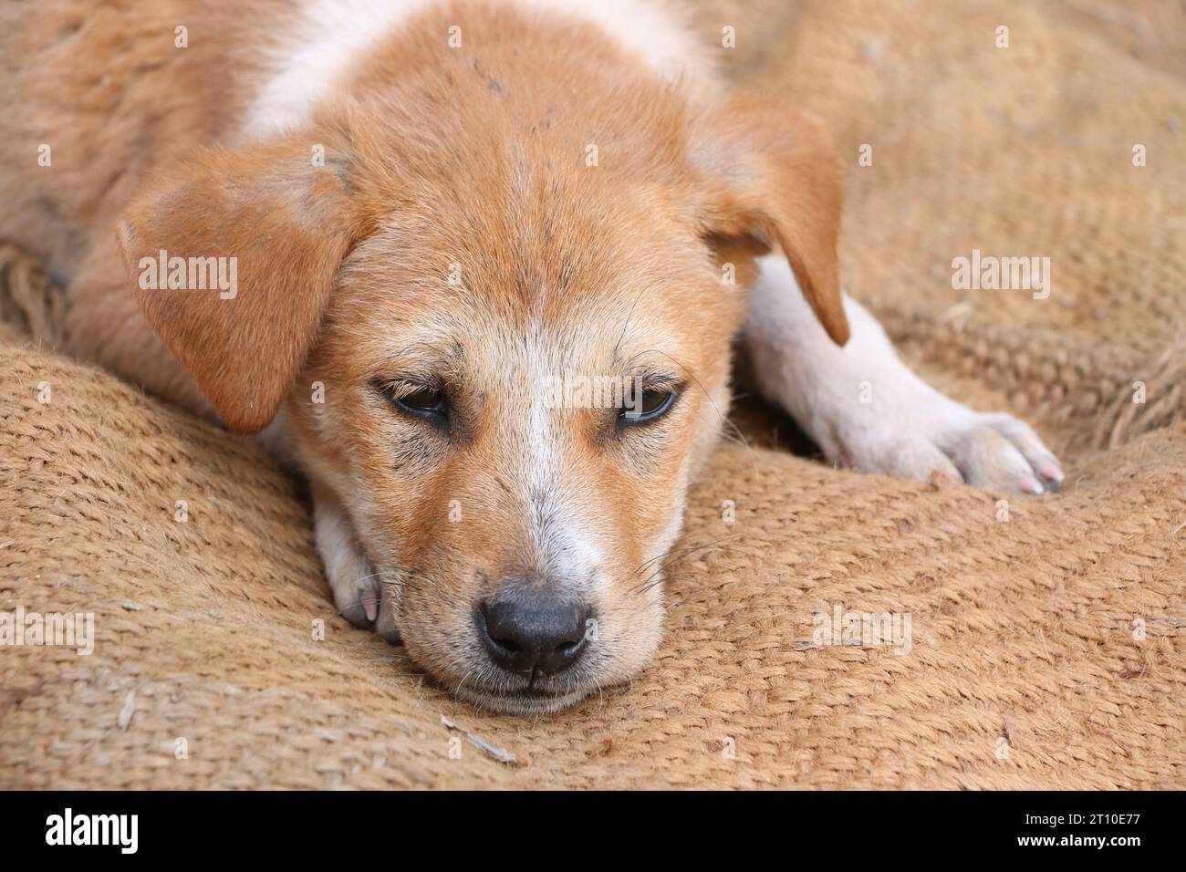 Verärgerter Hund, der auf dem Hintergrund des Feldes liegt Stockfoto