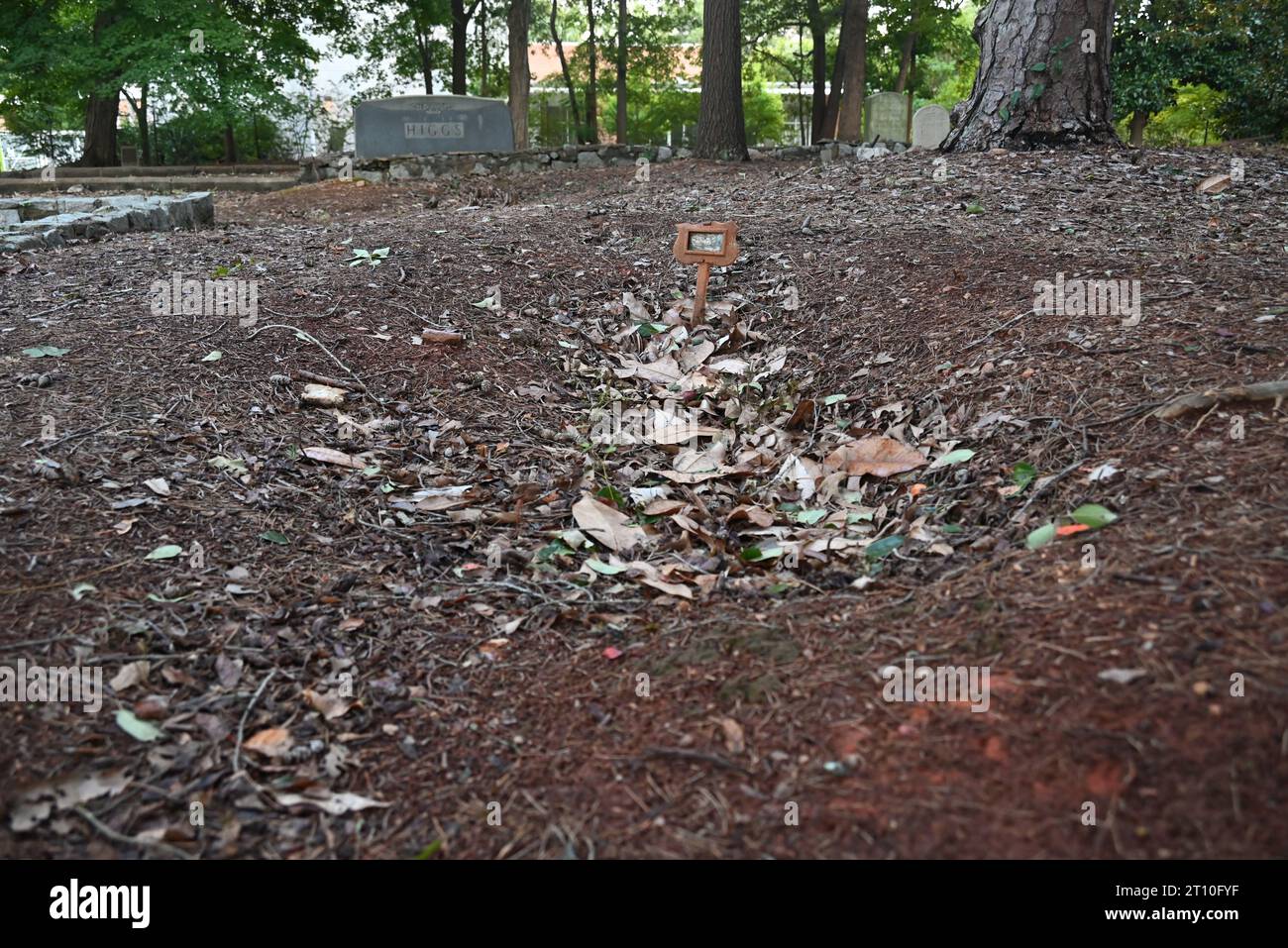 Versunkener Boden mit Blättern weist auf ein unmarkiertes Grab auf dem einst verlassenen afroamerikanischen Oberlin Cemetery in Raleigh, North Carolina hin. Stockfoto