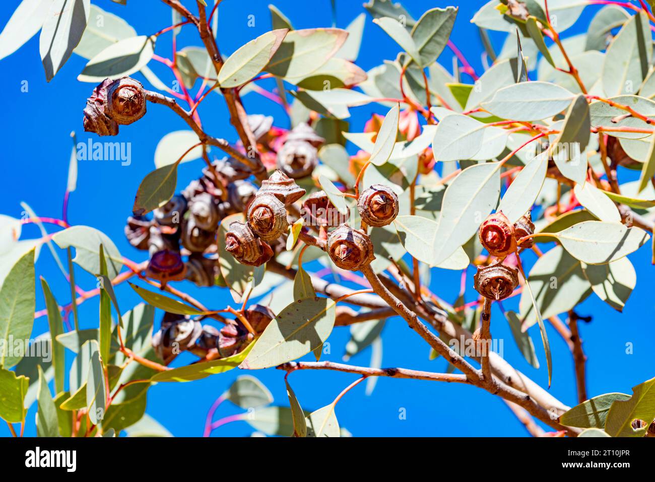 Die Rotknospenmallee oder Dickblättrige Mallee (Eucalyptus pachyphylla), ein kleiner Sträucher oder Baum, der im Northern Territory in Australien verbreitet ist Stockfoto