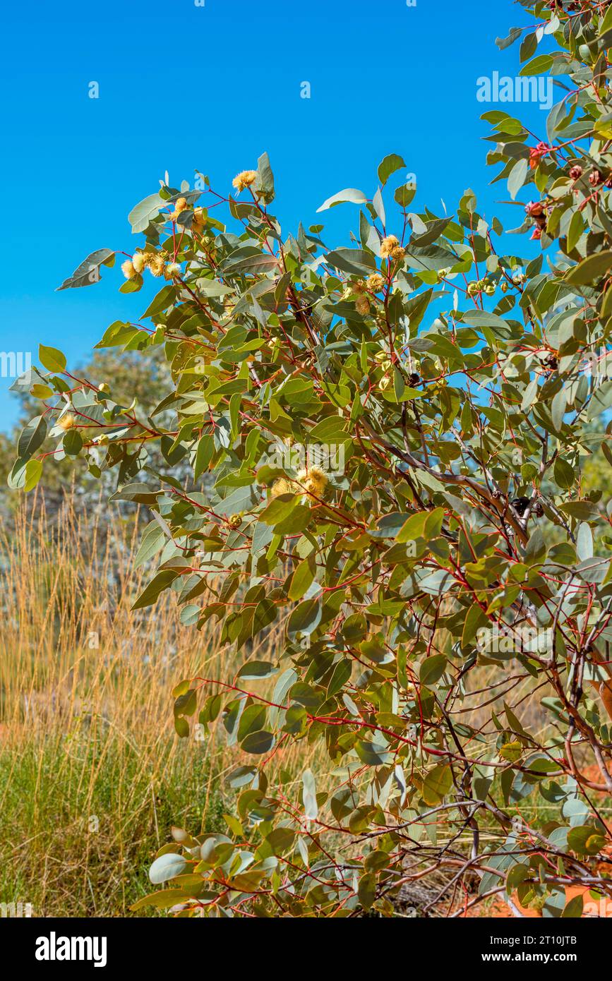 Die Rotknospenmallee oder Dickblättrige Mallee (Eucalyptus pachyphylla), ein kleiner Sträucher oder Baum, der im Northern Territory in Australien verbreitet ist Stockfoto