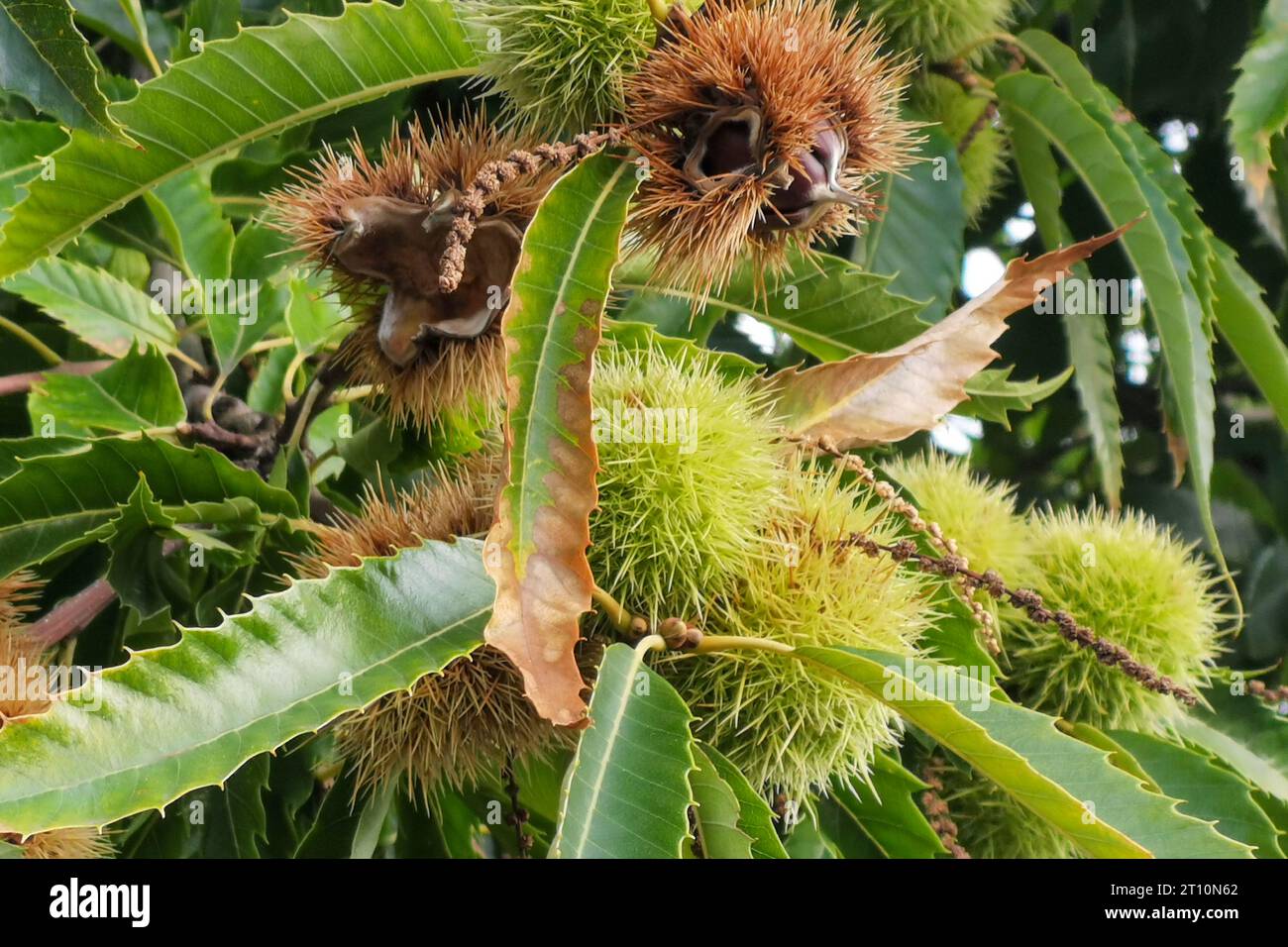 Starkereiche nussfrucht -Fotos und -Bildmaterial in hoher Auflösung – Alamy