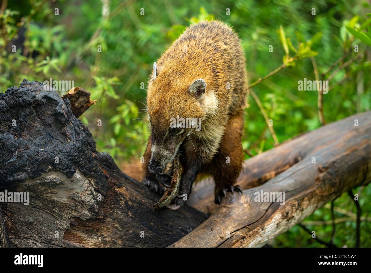 Ein Coati mit Weissnasen, Nasua narica, im Zoo von Belize. Stockfoto