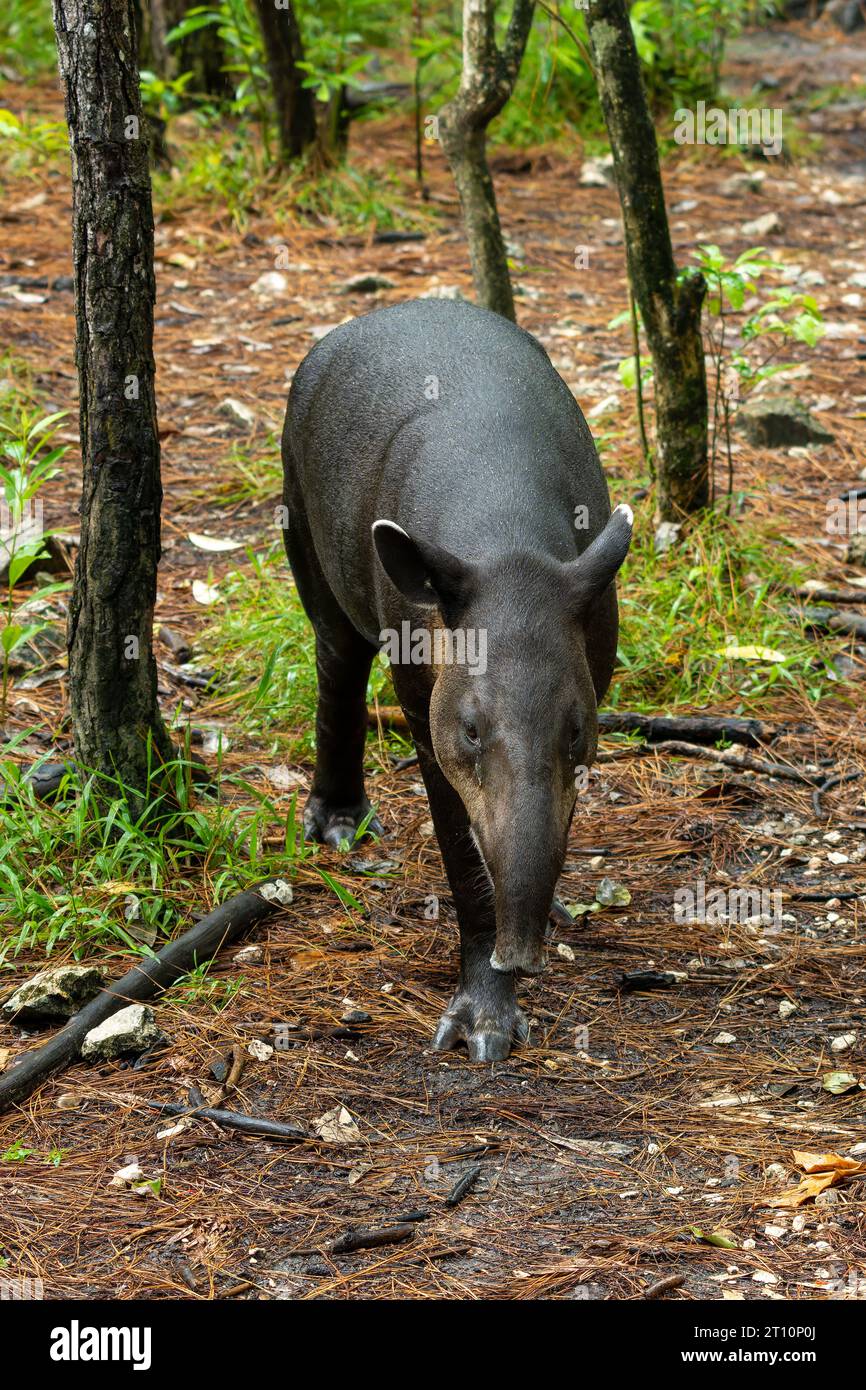 Der gefährdete Baird's Tapir, Tapirus bairdii, im Belize Zoo. Stockfoto