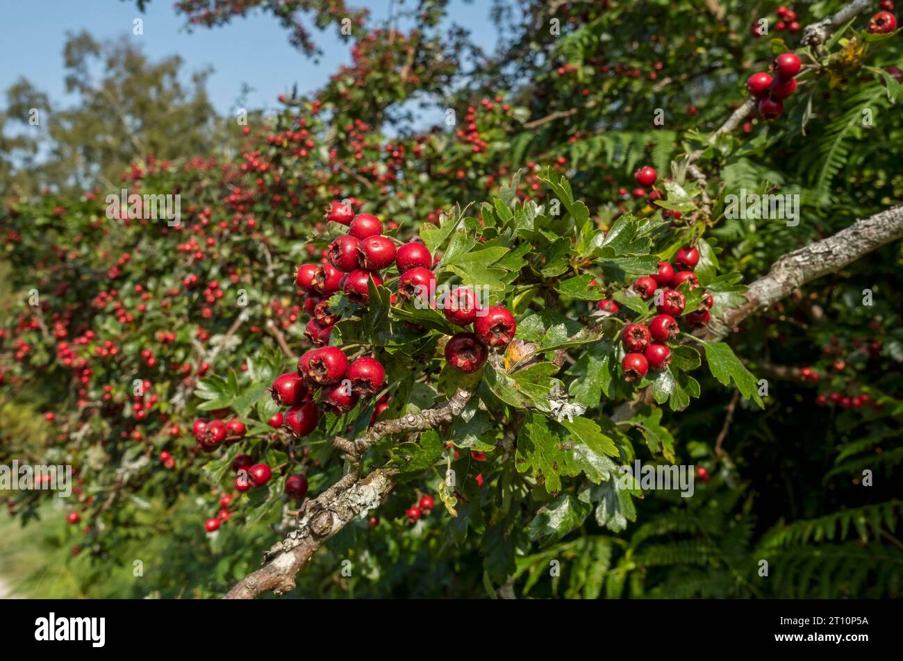 Nahaufnahme von roten Weißdornbeeren (Crataegus monogyna), die in einer Hecke im Herbst England Grossbritannien Grossbritannien Grossbritannien wachsen Stockfoto