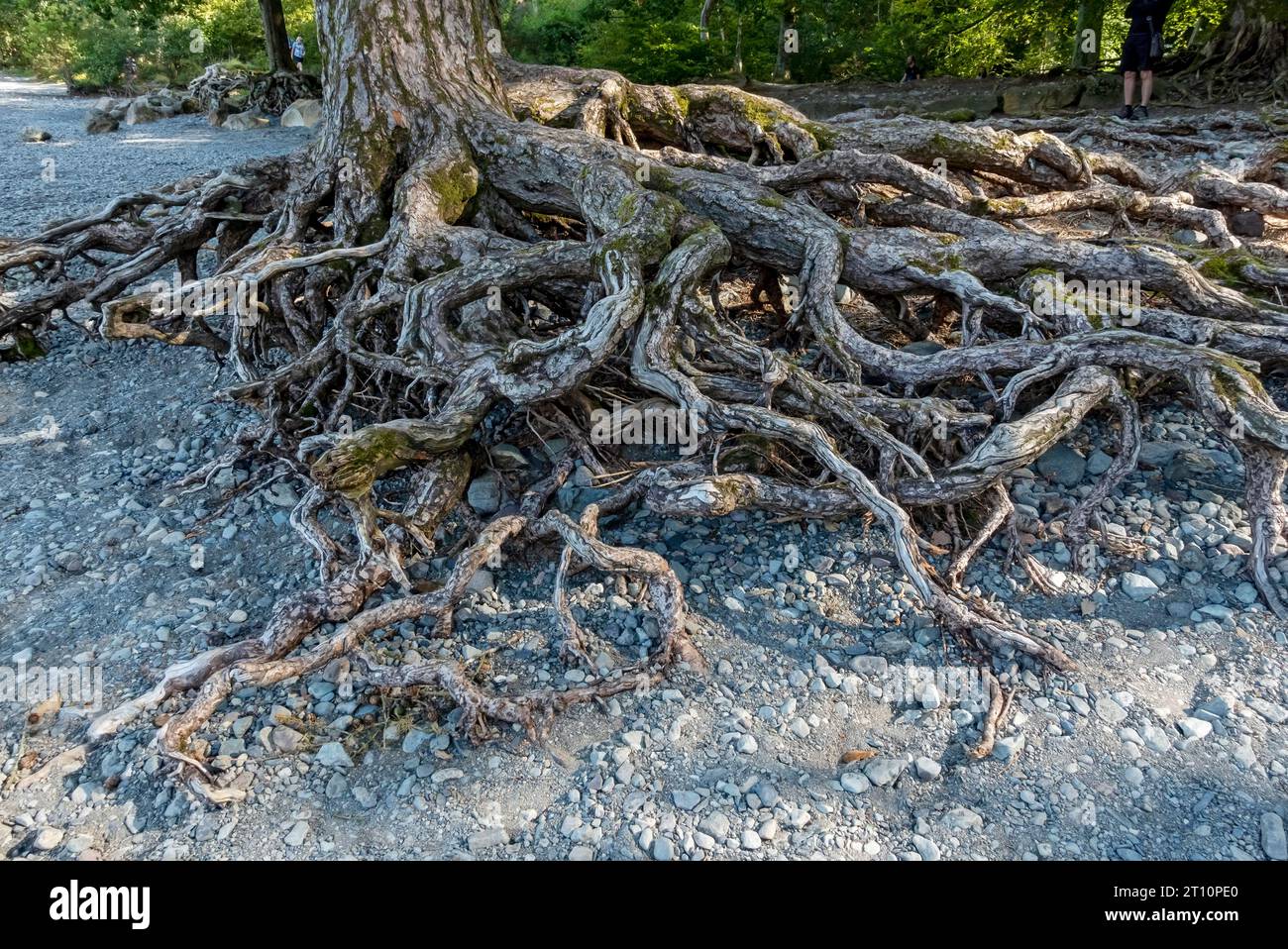Freiliegende erodierte Wurzeln von Tannenbäumen an der Uferlinie von Derwentwater Cumbria England Großbritannien Großbritannien Großbritannien Großbritannien Großbritannien Großbritannien Großbritannien Großbritannien Stockfoto