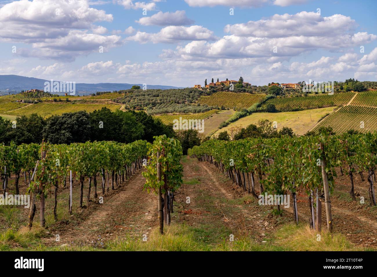 Toskana Weinberge Italien September 2023 der toskanische Wein (italienische Toscana) ist ein italienischer Wein aus der Toskana. Gelegen in Mittelitalien an der Tyrrh Stockfoto