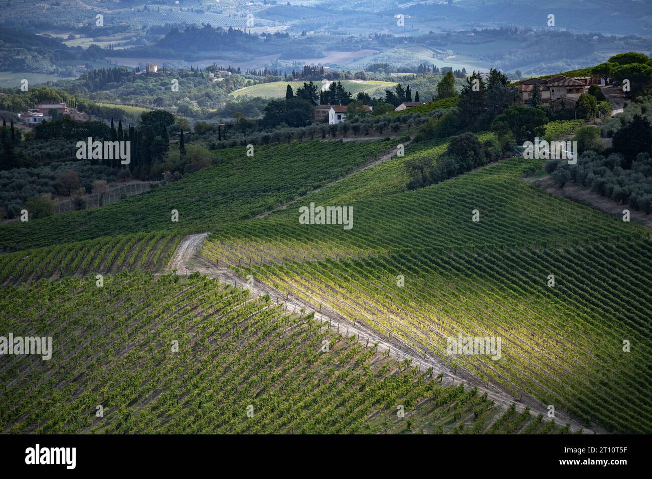 Toskana Weinberge Italien September 2023 der toskanische Wein (italienische Toscana) ist ein italienischer Wein aus der Toskana. Gelegen in Mittelitalien an der Tyrrh Stockfoto