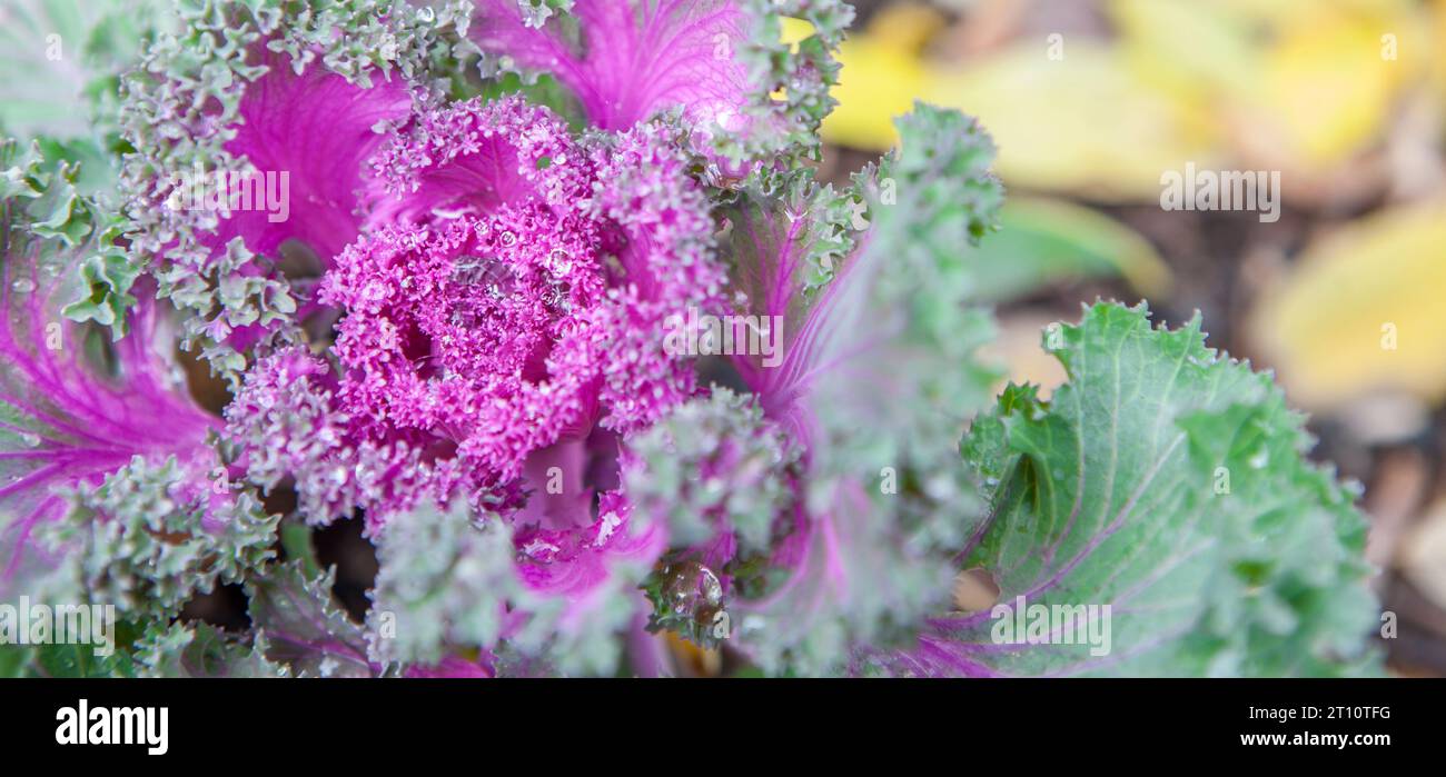 Brassica oleracea als Winterzierpflanze. Lila Blüten in Blüte mit Tautropfen Stockfoto