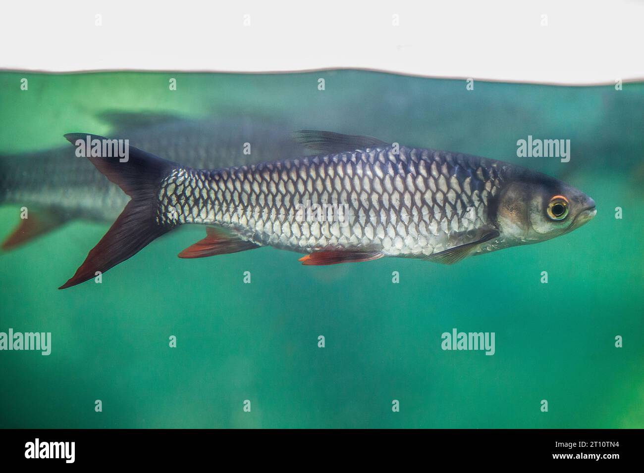 Sultanfische oder Leptobarbus hoevenii, Kryprinidenfische, die in südostasiatischen Lebensräumen heimisch sind. Stockfoto