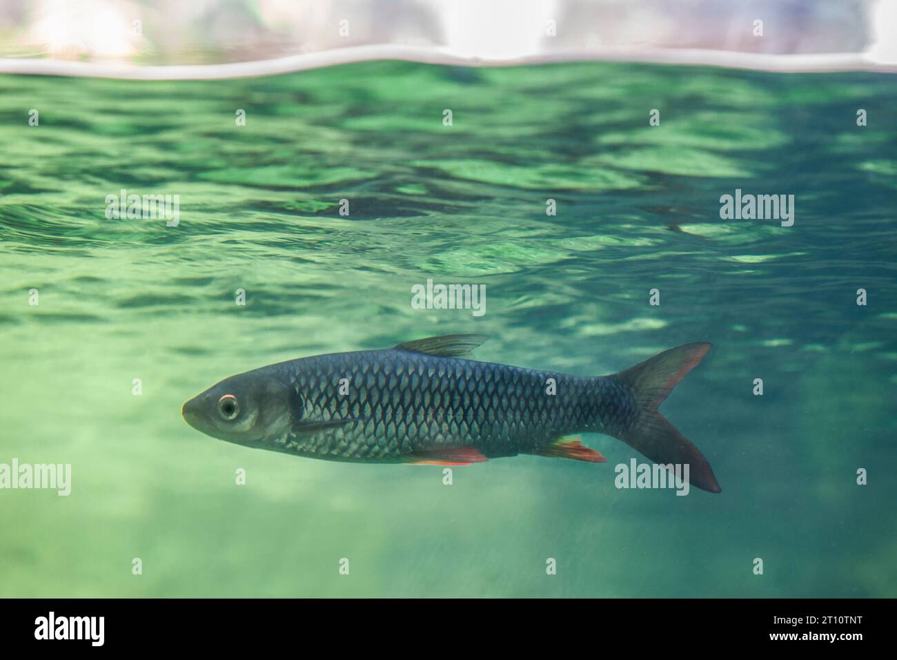 Sultanfische oder Leptobarbus hoevenii, Kryprinidenfische, die in südostasiatischen Lebensräumen heimisch sind. Stockfoto