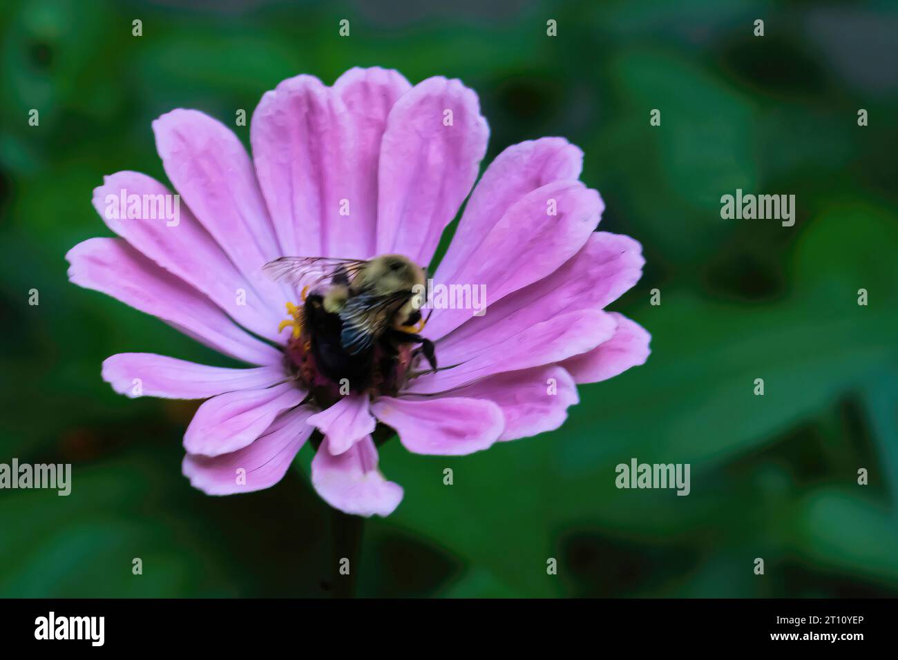 Hummel bestäubt an einem Sommernachmittag in einem Garten im Garten in St. Croix Falls, Wisconsin, USA. Stockfoto