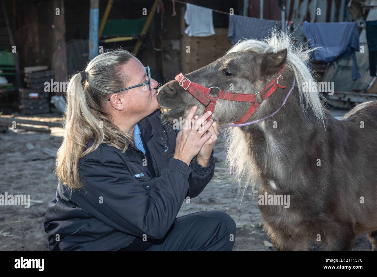 Eine Tierschutzinspektorin teilt einen herzerwärmenden Moment der Verbindung mit einem Miniatur-Pony Stockfoto