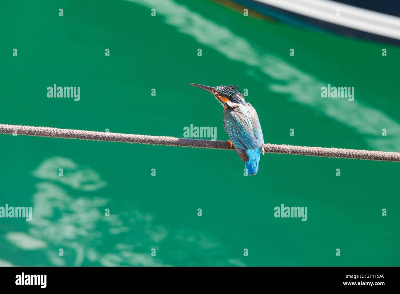 Der gemeinsame Eisvogel Alcedo Atthis sitzt auf Anlegeseilen. Zygi Harbour, Zypern Stockfoto