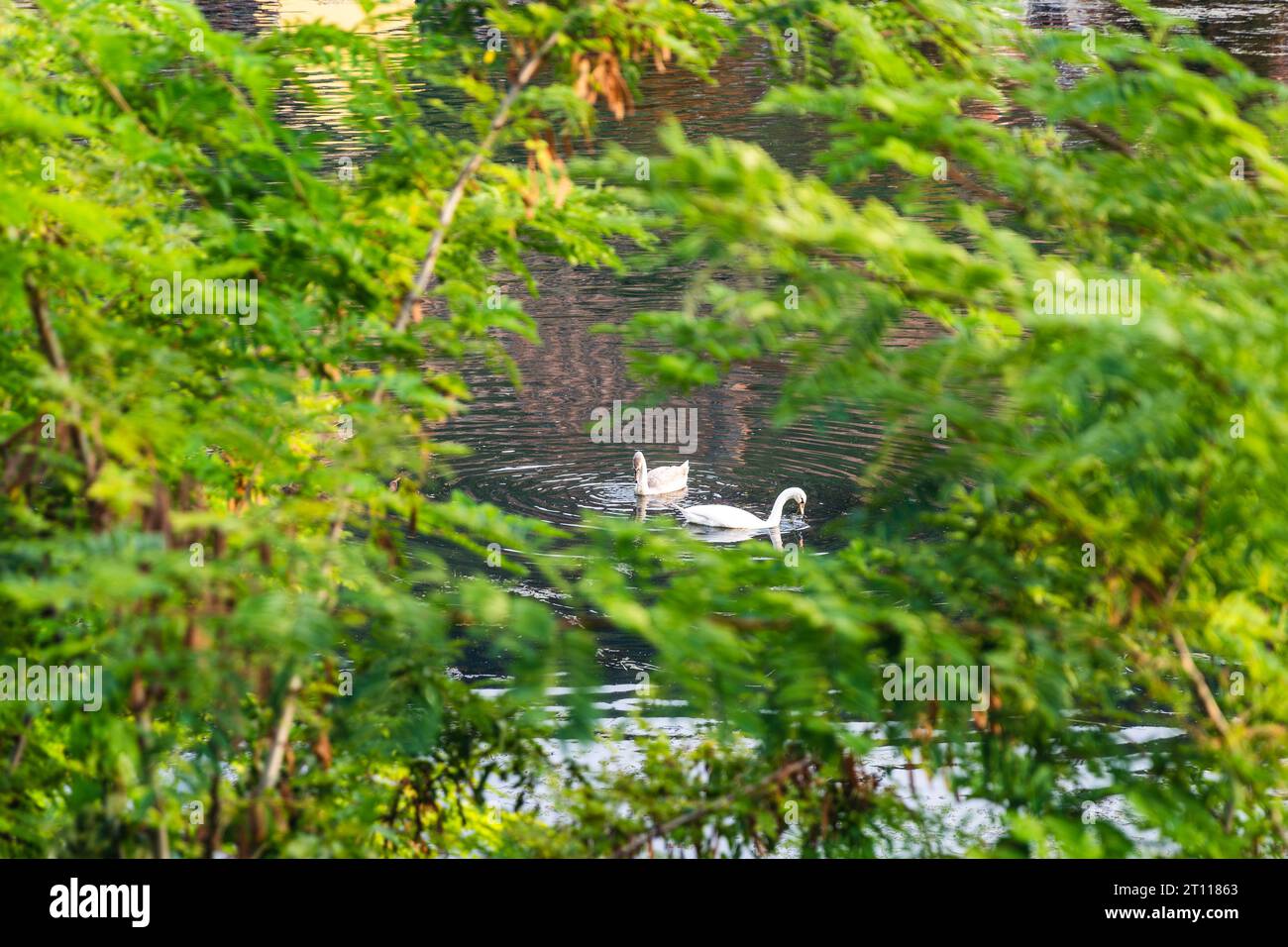 Tierwelt in einer ruhigen Naturlandschaft Stockfoto