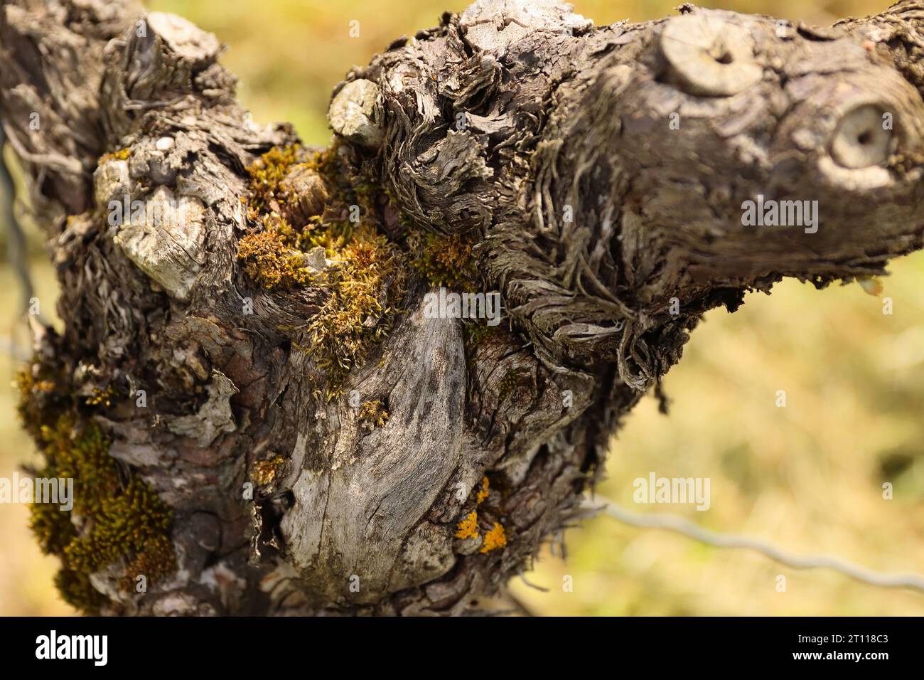 Schöne Rinde der Weinreben. Nahaufnahme des Rebstammes. Rinde der Traubenpflanze. Stamm des alten Weinbergs. Unscharfer Hintergrund. Holzstruktur. Selektiv Stockfoto