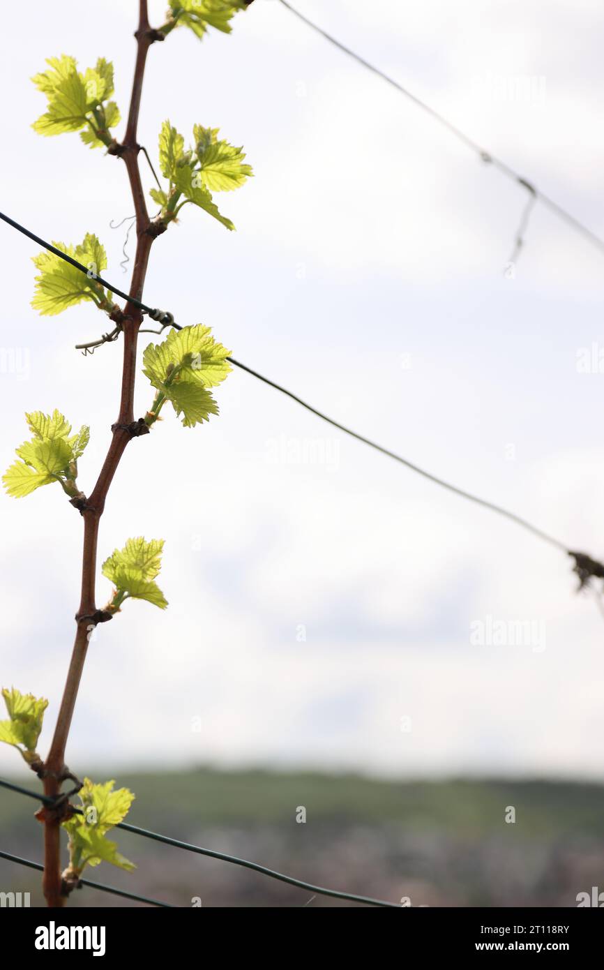Junge Blütenstand der Trauben am Weinstock. Rebsorten mit jungen Blättern und Knospen Blühen auf einer Weinrebe im Weinberg. Frühjahr Knospen sprießen Stockfoto