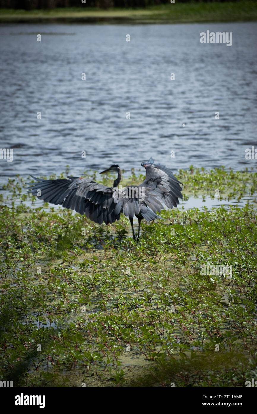 Great Blue heron Stockfoto