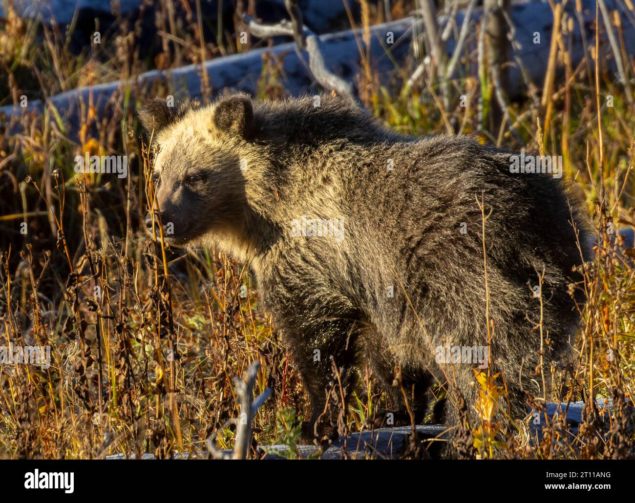 Baby-Grizzlybär im Herbst in Yellowstone Stockfoto