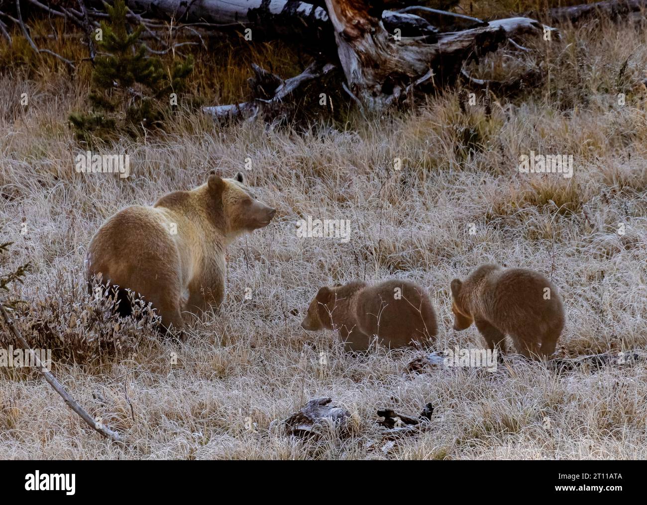Grizzlybär und Cubs n Yellowstone im Herbst Stockfoto