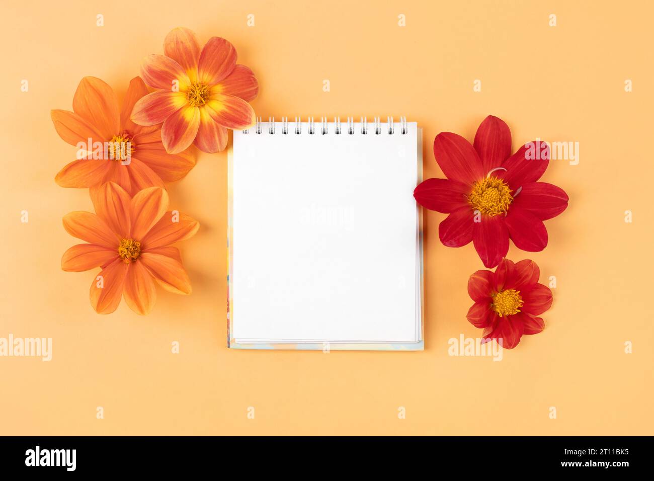 Notizbuch mit sauberer Seite mit Dahlien mit orangefarbenen Blüten auf orangem Hintergrund. Herbstblume Hintergrund mit Platz für Text. Trendiges Dekorationsdesign in der Natur Stockfoto