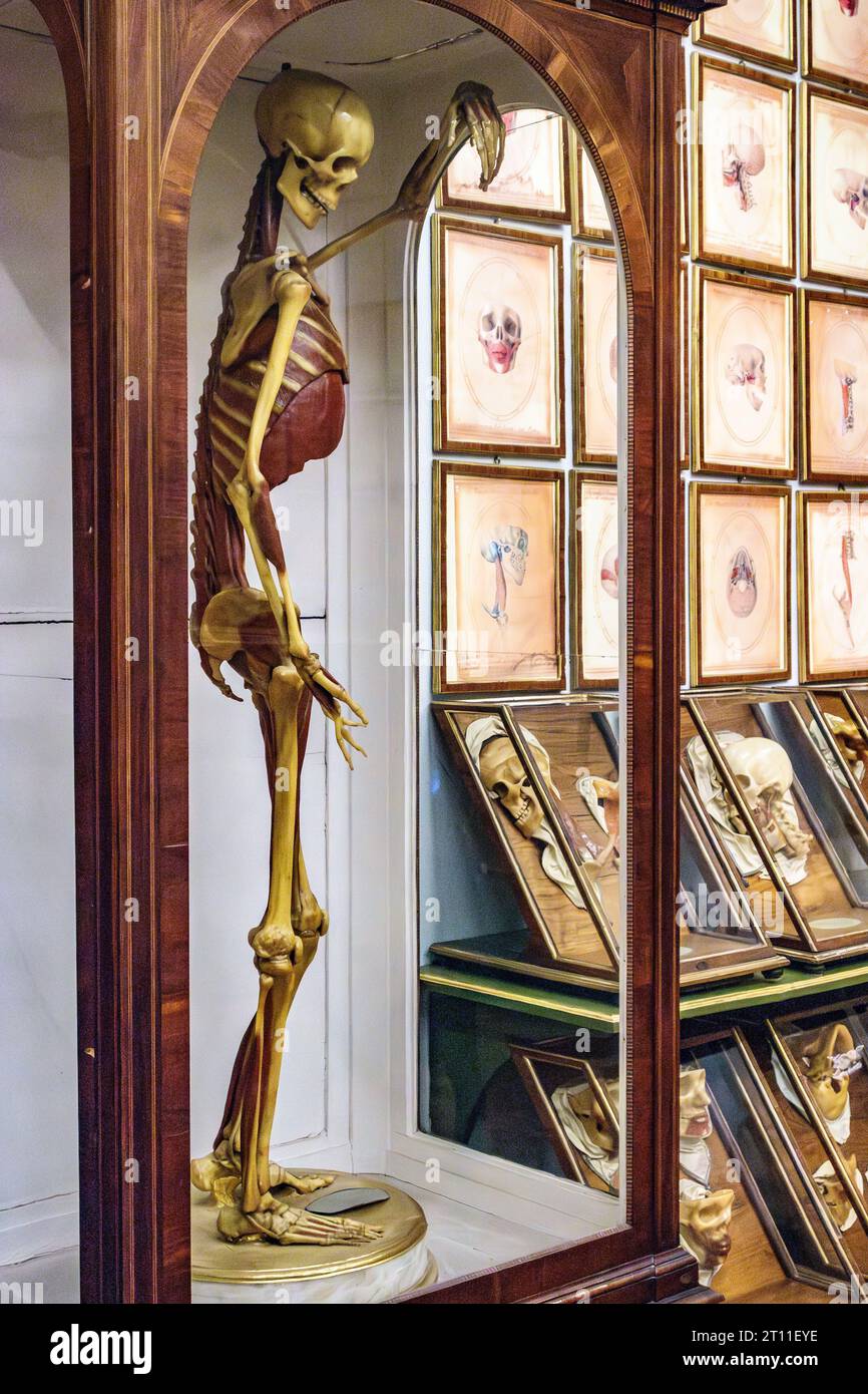 Das 1775 gegründete Museum La Specola in Florenz enthält hochgenaue anatomische Modelle von sezierten Körpern für den Medizinstudium Stockfoto