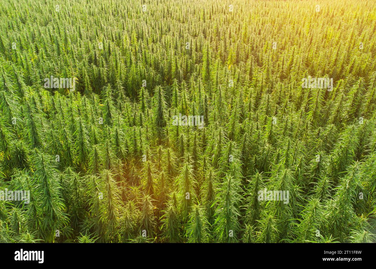 Luftaufnahme großer Cannabis-Felder mit medizinischem Marihuana bei Sonnenuntergang Stockfoto