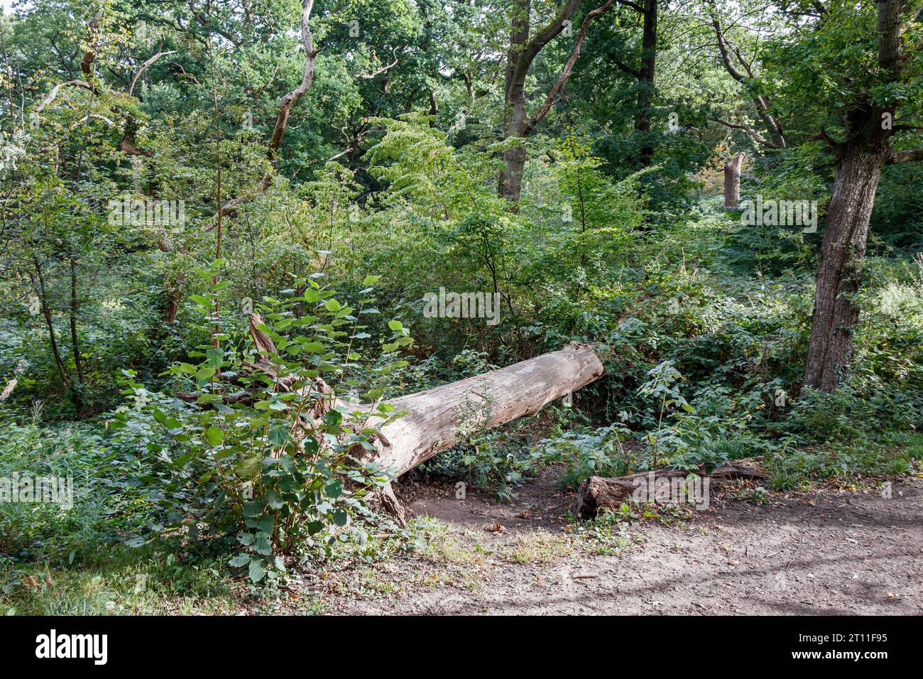 Queen's Wood, ein altes Waldgebiet in Nord-London, Großbritannien Stockfoto