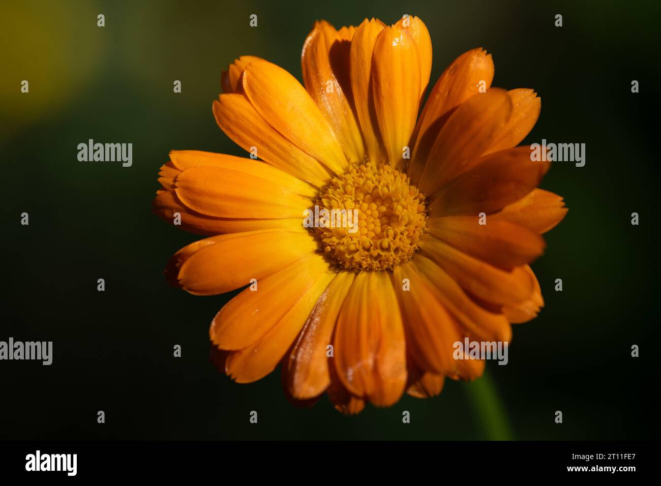 Nahaufnahme einer orangen blühenden Ringelblume, deren Blüte sich geöffnet hat. Der Hintergrund ist grün. Man kann den Pollen deutlich sehen. Stockfoto