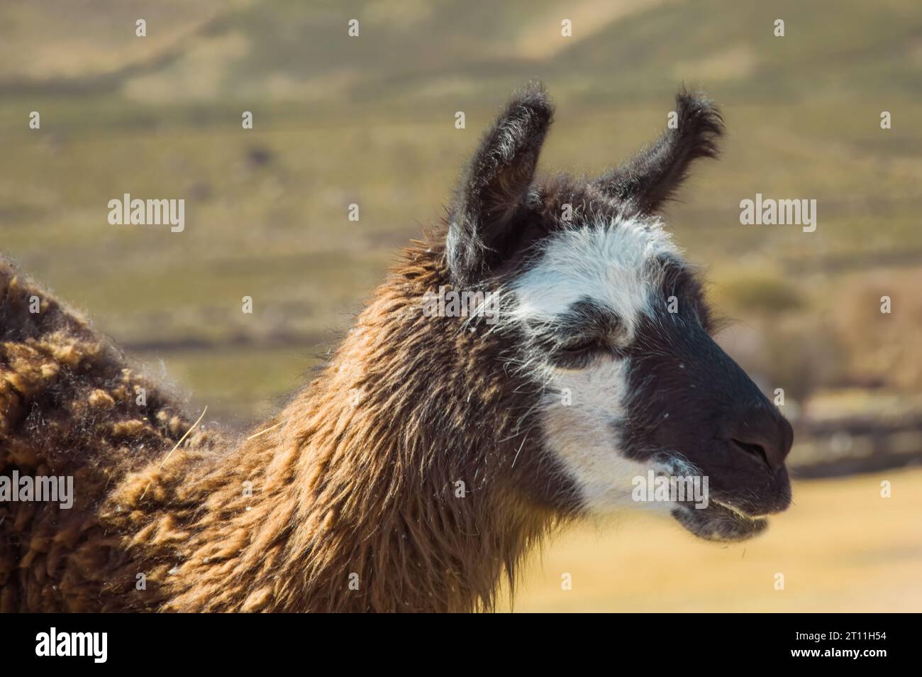 Herrliches Lama, das friedlich im bolivianischen Hochland weidet Stockfoto