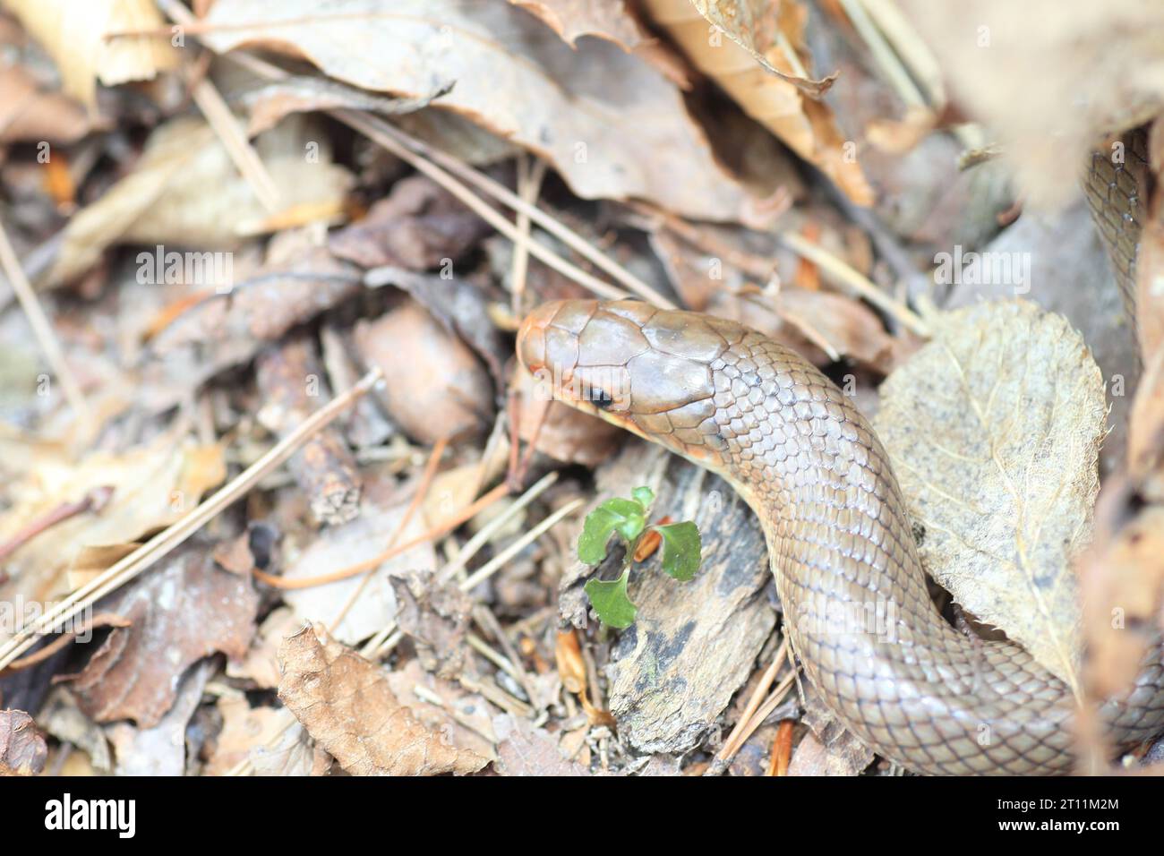 Japanische Wald Ratsnake (bieten Conspicillata) in Japan Stockfoto