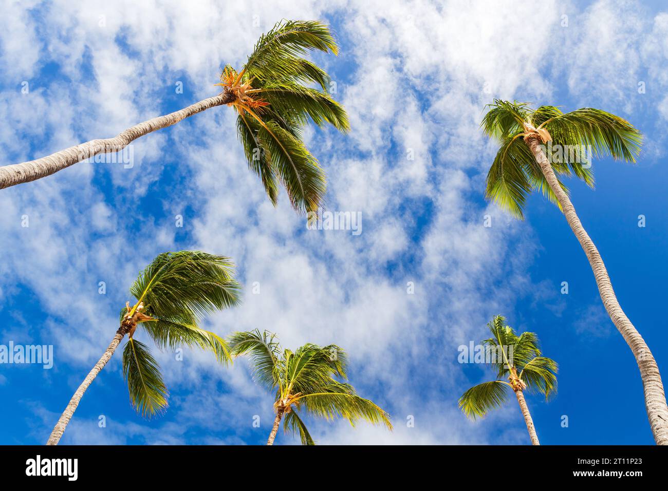 Hohe Kokospalmen stehen unter blauem, bewölktem Himmel an einem sonnigen Tag, natürlicher Fotomontage. Dominikanische republik Natur Stockfoto