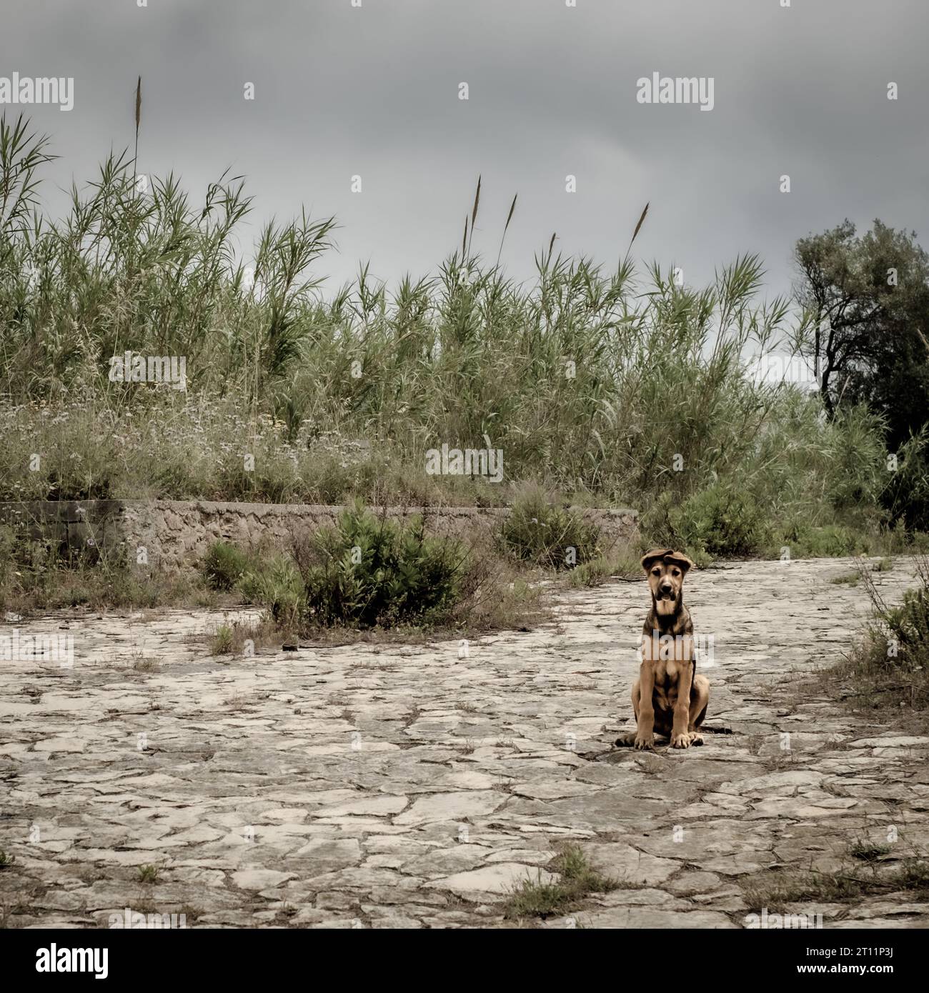 Netter junger streunender Hund, der in die Kamera guckt. Augusta, Provinz Syrakus, Sizilien, Italien Stockfoto