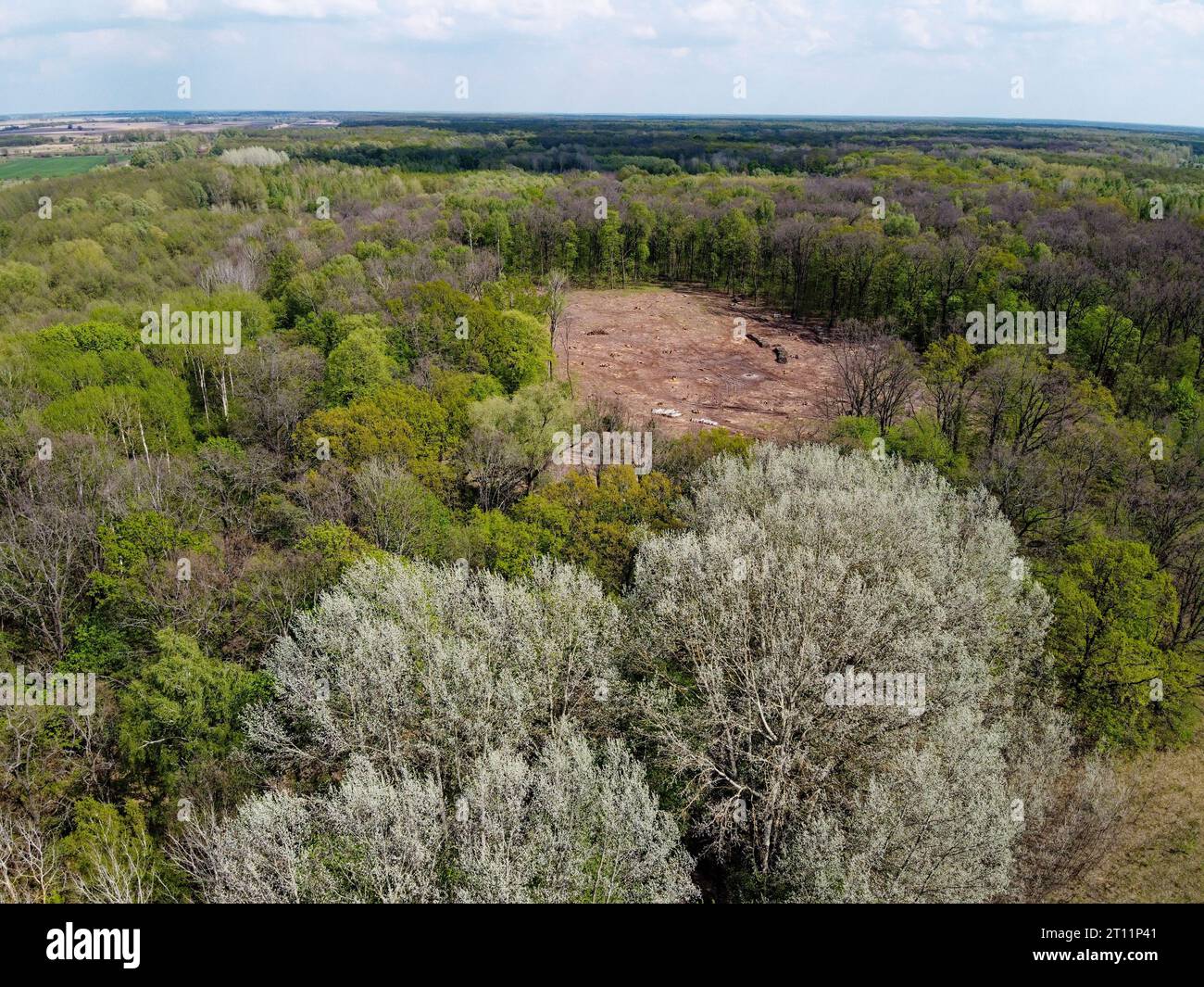 Ein Ort des Fellens, Luftaufnahme. Verwüstetes Land, Lichtung. Stockfoto