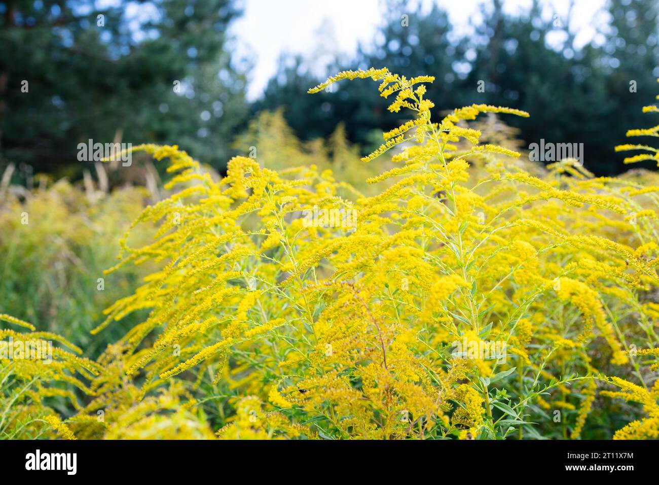 Ambrosia- oder Ragweed-Feld. Gelbe Wildblühpflanze auf Ragweed-Büschen Stockfoto