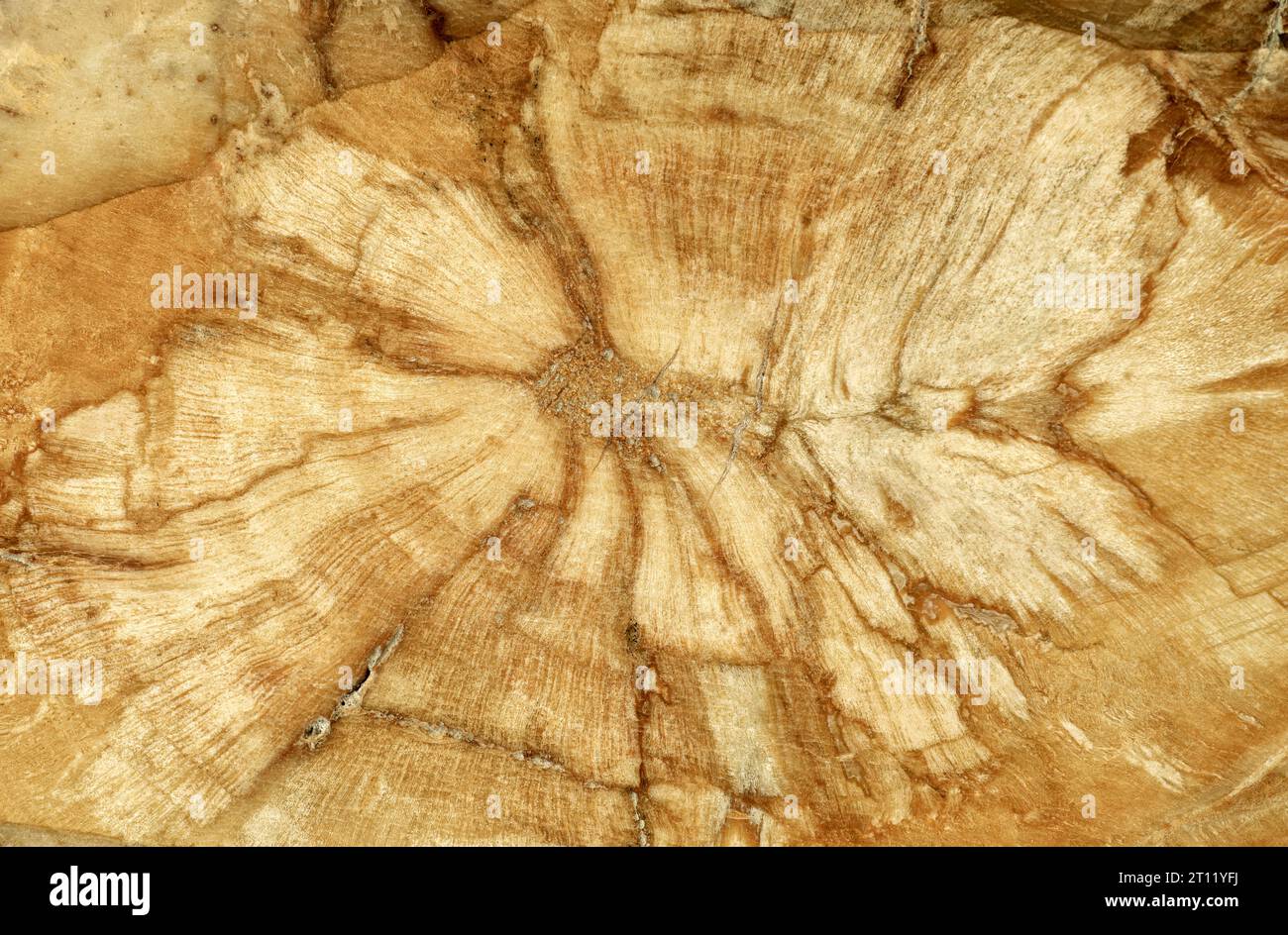 Versteinertes Holz, Oberfläche aus wunderschönem braunen und gelben dekorativen Stein, abstraktes Muster von Rissen, Flecken und Flecken, natürlicher Hintergrund Stockfoto