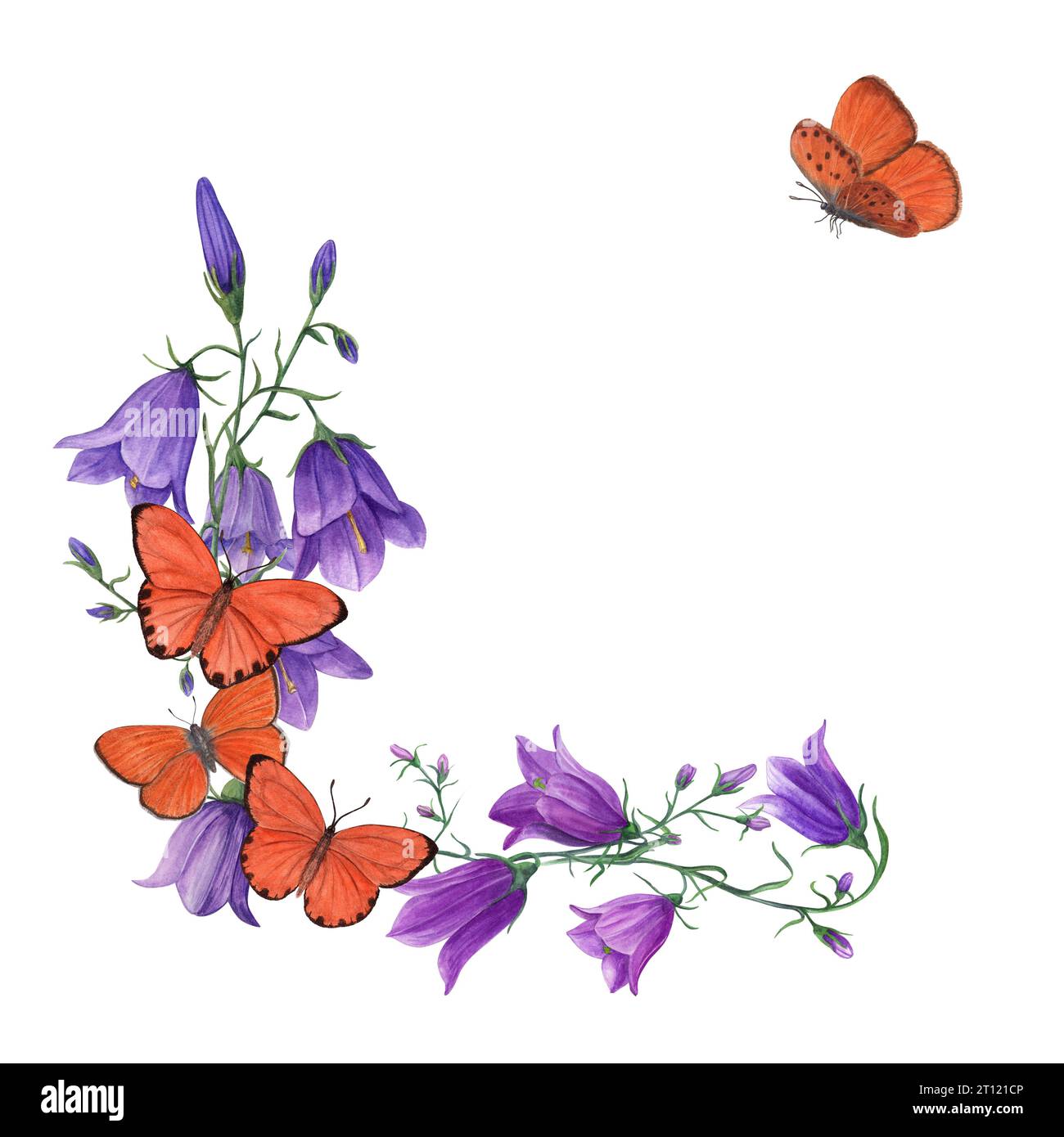 Glockenblumen und fliegende Schmetterlinge in Aquarellfarben. Campanula, Harebell, Orangenschmetterlinge. Botanische Malerei für Postkartendesign, Einladungsvorlage Stockfoto